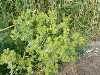 Wilczomlecz obrotny - zdjęcie 2