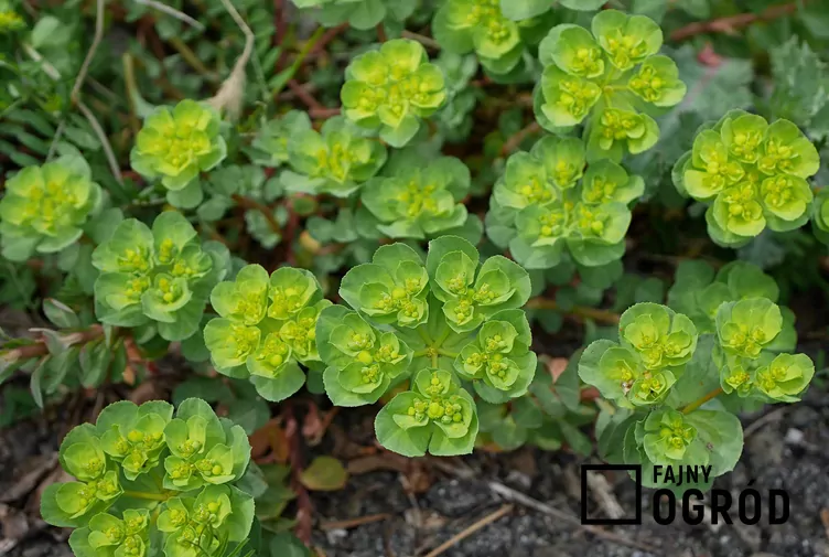 Wilczomlecz piłkowany