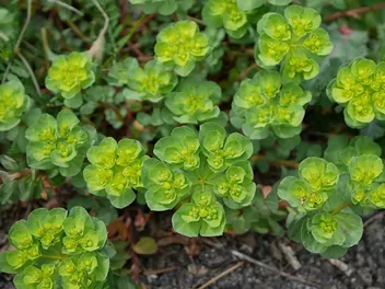 Wilczomlecz obrotny - zdjęcie 3