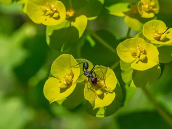 Wilczomlecz obrotny - zdjęcie 4