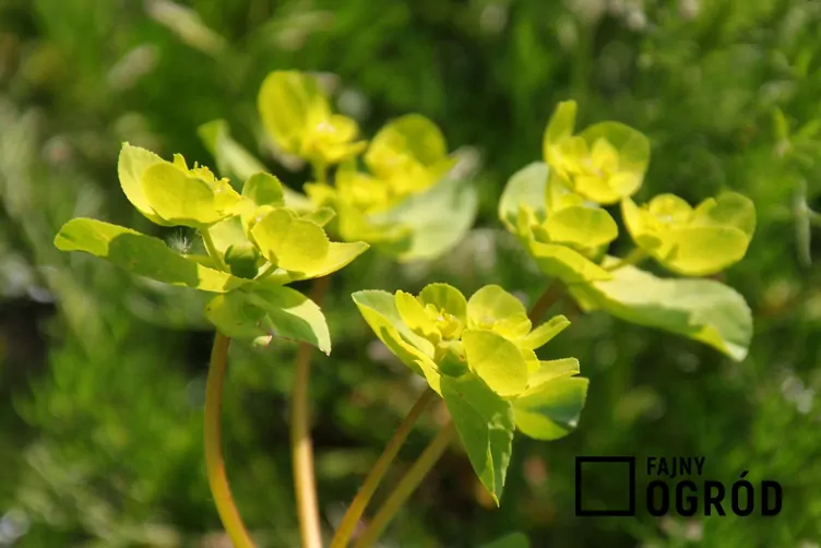 Wilczomlecz obrotny - zdjęcie 5