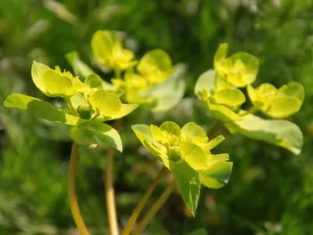 Wilczomlecz obrotny - zdjęcie 5