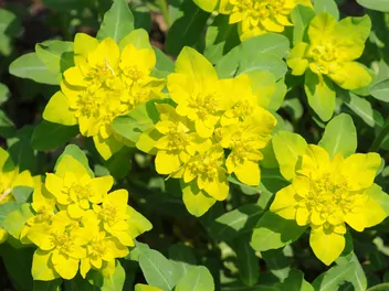 Zdjęcie ilustrujące wilczomlecz pstry