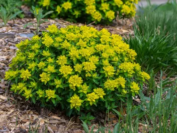 Wilczomlecz pstry - zdjęcie 2