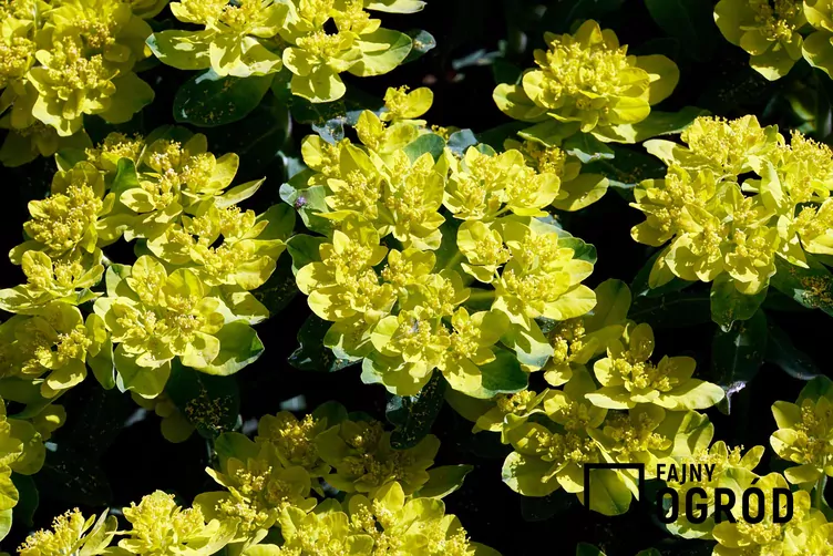 Wilczomlecz złocisty