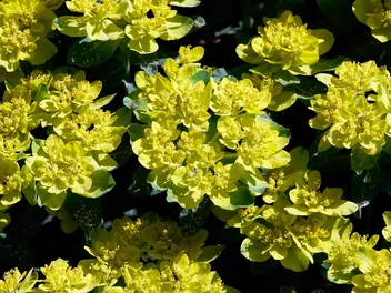 Wilczomlecz pstry - zdjęcie 3