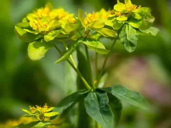 Wilczomlecz pstry - zdjęcie 4