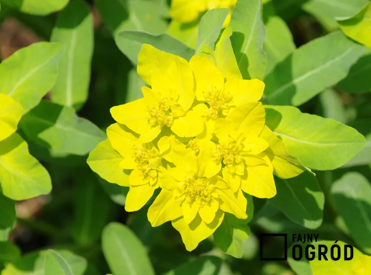 Wilczomlecz pstry - zdjęcie 5