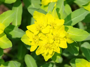 Wilczomlecz pstry - zdjęcie 5