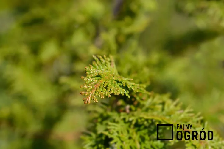 Cyprysik tępołuskowy 'Gracilis'