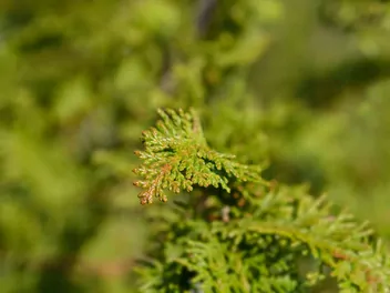 Cyprysik japoński 'Gracilis' - zdjęcie 2