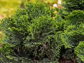 Cyprysik japoński 'Gracilis' - zdjęcie 3