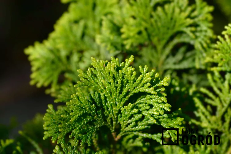 Cyprysik japoński 'Gracilis'