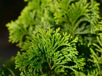 Cyprysik japoński 'Gracilis' - zdjęcie 4