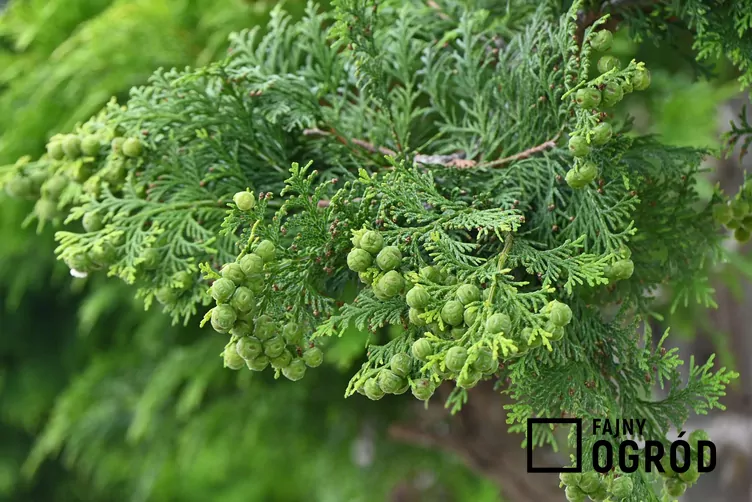 Cyprysik japoński 'Gracilis' - zdjęcie 5