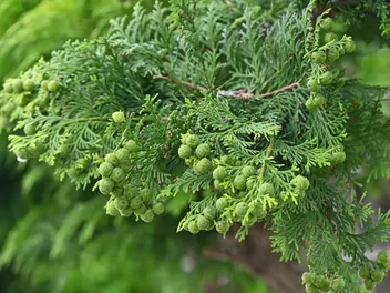 Cyprysik japoński 'Gracilis' - zdjęcie 5