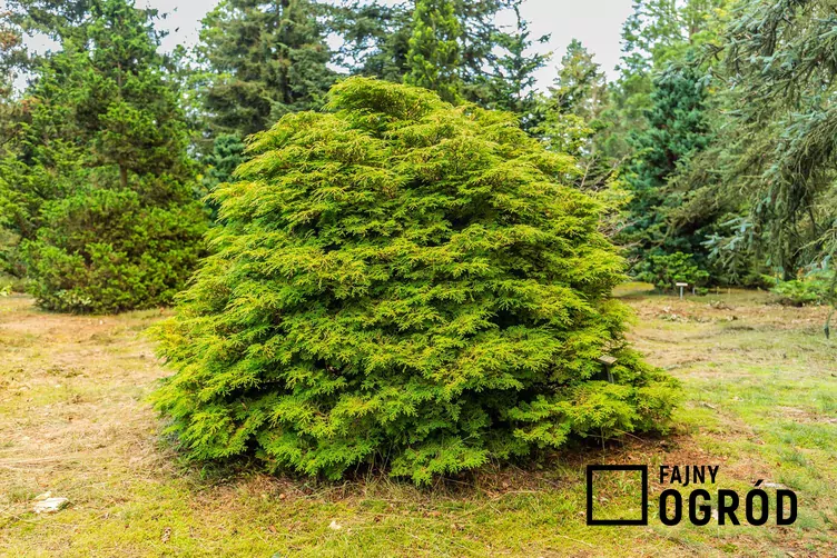 Cyprysik japoński 'Gracilis'