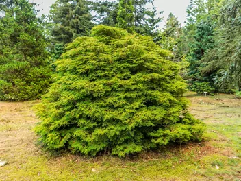 Zdjęcie ilustrujące cyprysik japoński 'gracilis'