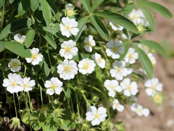 Pięciornik biały - zdjęcie 2