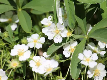 Pięciornik biały - zdjęcie 3