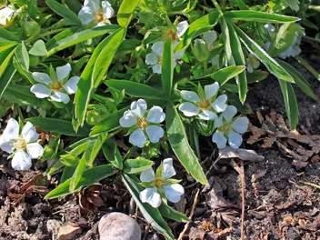 Pięciornik biały - zdjęcie 4