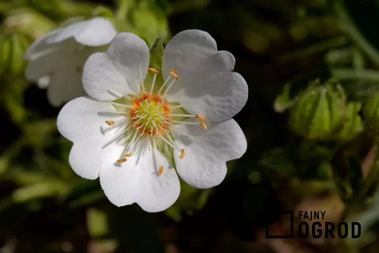 Pięciornik biały - zdjęcie 5