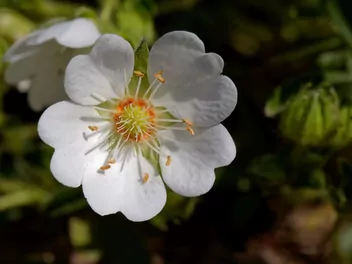 Pięciornik biały - zdjęcie 5