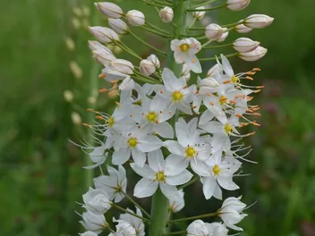 Ilustracja rośliny pustynnik olbrzymi