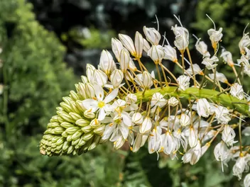 Pustynnik olbrzymi - zdjęcie 2