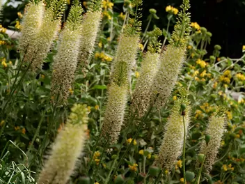 Pustynnik olbrzymi - zdjęcie 3