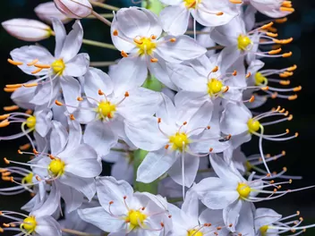 Pustynnik olbrzymi - zdjęcie 4