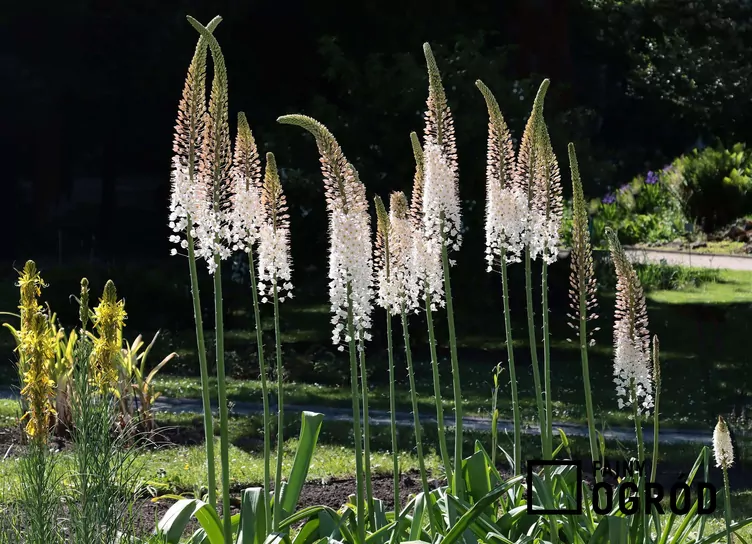 Pustynnik olbrzymi - zdjęcie 5