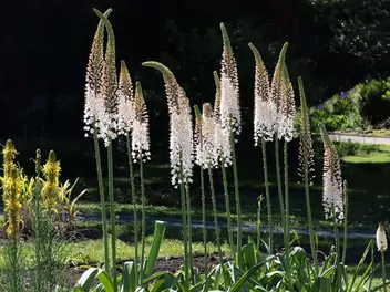 Pustynnik olbrzymi - zdjęcie 5