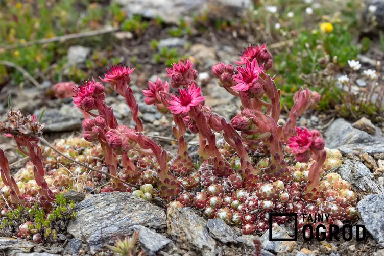 Rojnik pajęczynowaty