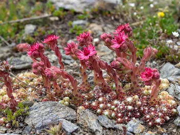 Ilustracja rośliny rojnik pajęczynowaty