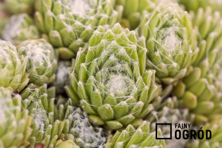 Rojnik pajęczynowaty