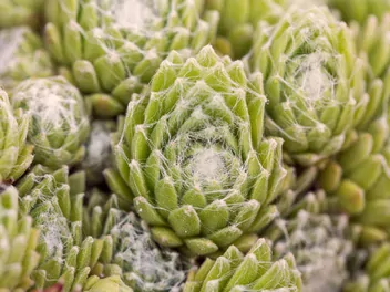 Rojnik pajęczynowaty - zdjęcie 2