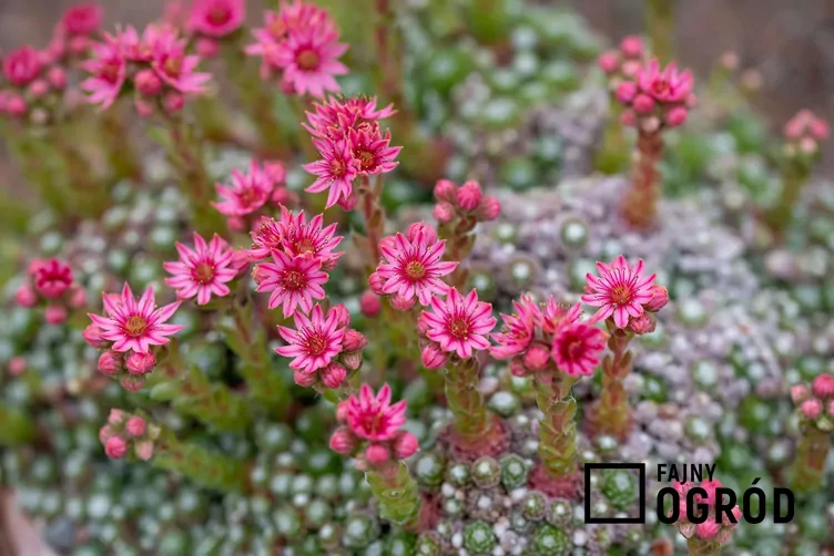 Rojnik pajęczynowaty