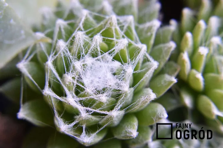 Rojnik pajęczynowaty