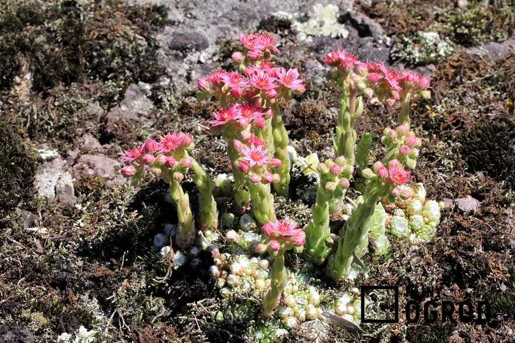 Rojnik pajęczynowaty - zdjęcie 5