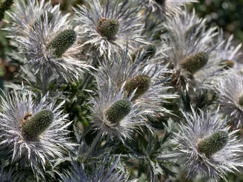 Ilustracja rośliny mikołajek alpejski