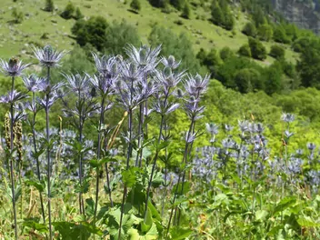 Mikołajek alpejski - zdjęcie 3