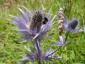 Mikołajek alpejski - zdjęcie 4