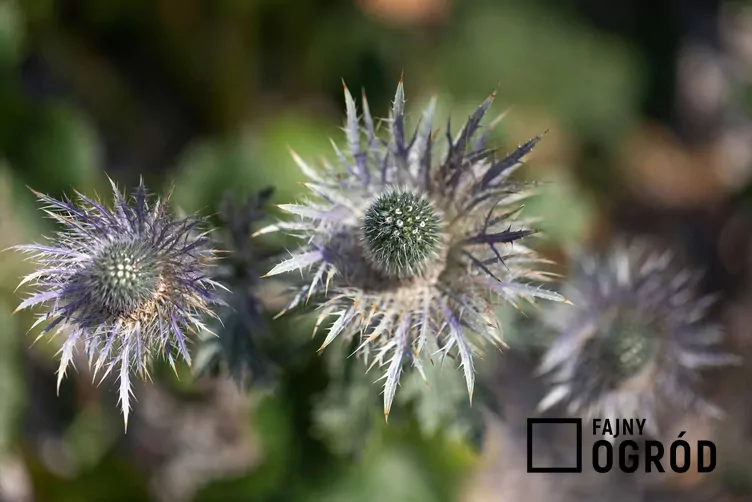 Mikołajek alpejski - zdjęcie 5