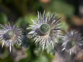 Mikołajek alpejski - zdjęcie 5