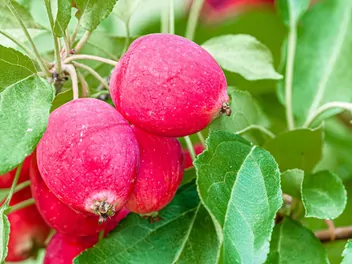 Jabłoń kwiecista - zdjęcie 2