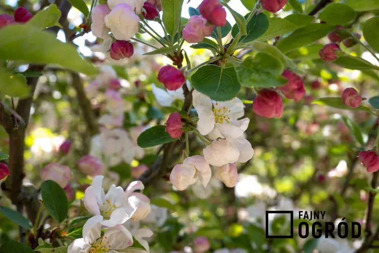 Jabłoń kwiecista