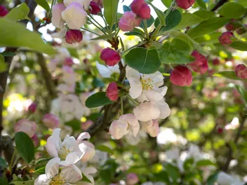 Jabłoń kwiecista - zdjęcie 3