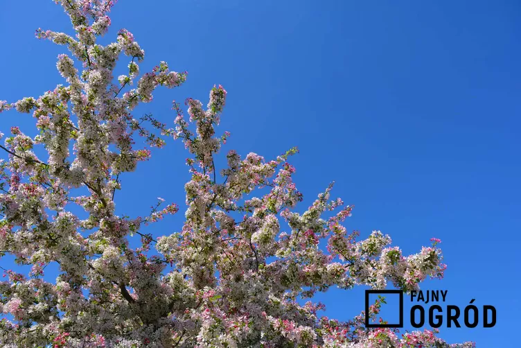 Jabłoń kwiecista