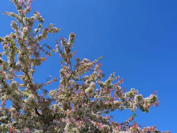 Jabłoń kwiecista - zdjęcie 4